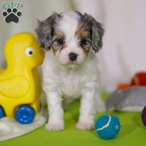 Bonnie, Cavapoo Puppy